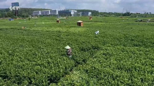 廣西橫州 品牌引領(lǐng)，茉莉花農(nóng)踏上致富路