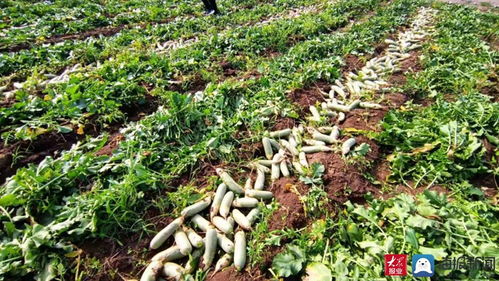 家家悅集團采購170余噸滯銷蘿卜助農(nóng)解困 彰顯企業(yè)社會責任與供應鏈擔當