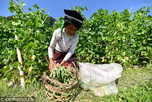丹寨種植基地助力增收，畜產品貿易鋪就鄉村振興路